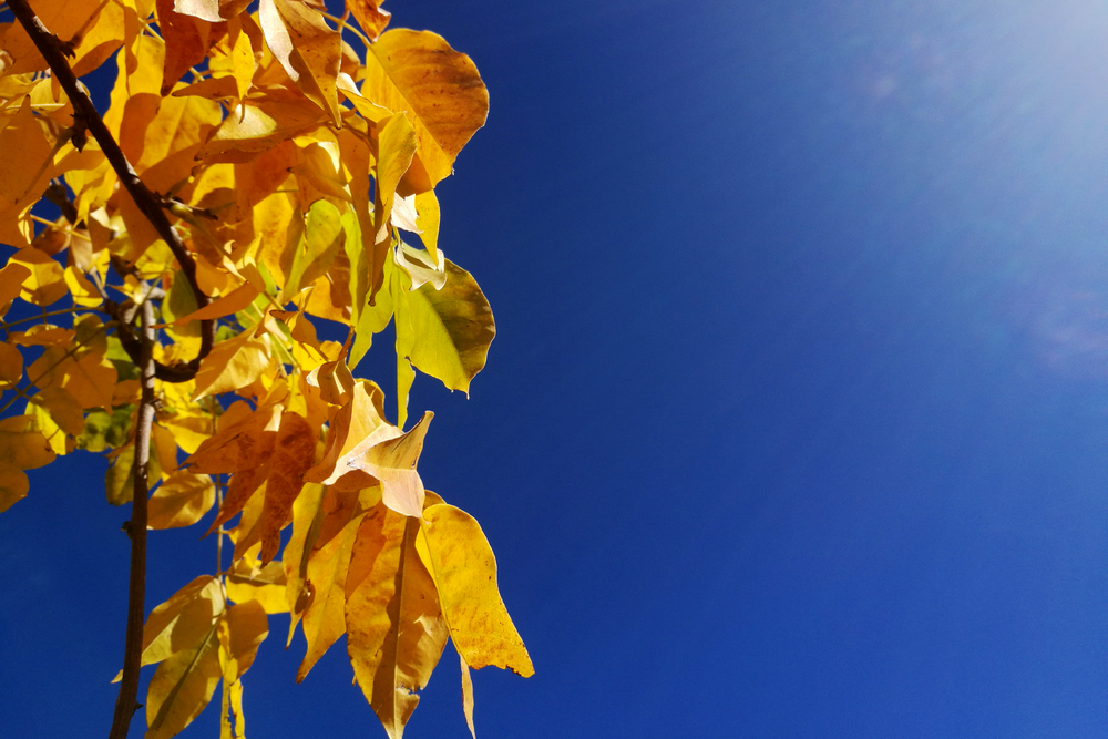 1617176727298984.jpg 高原藍(lán) (1).jpg