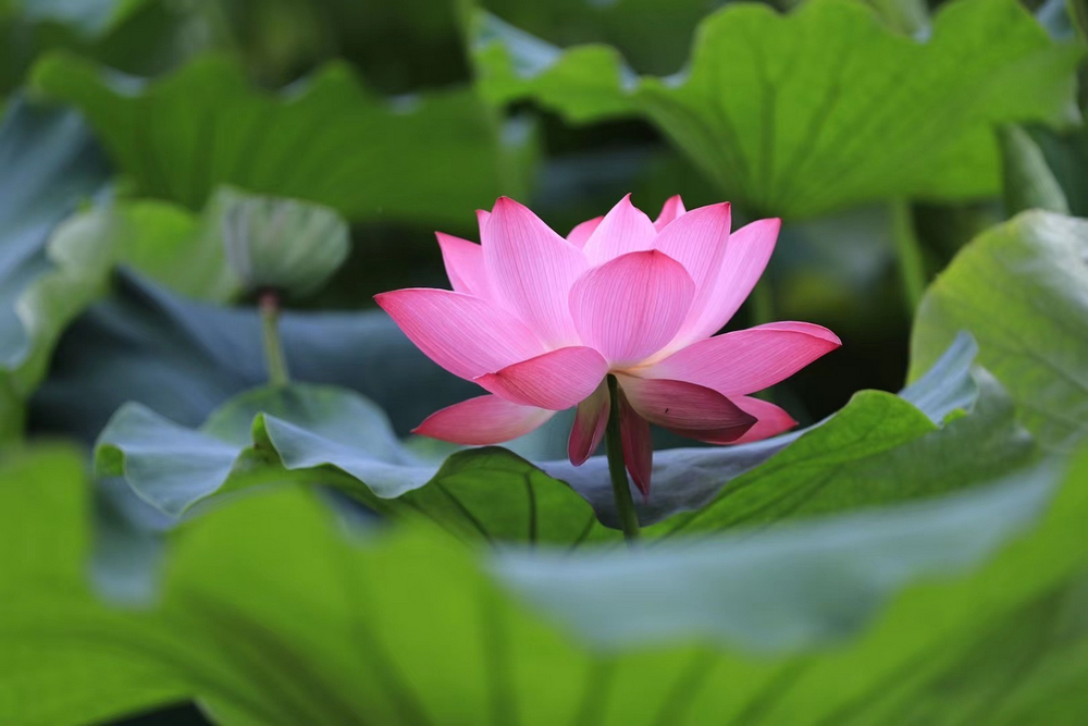 1624963030331344.jpg 夏日荷花.jpg