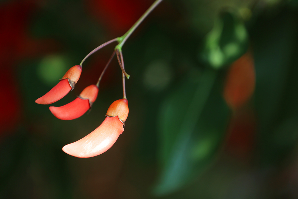 1625015164994679.jpg 攝影《新蕊迎華誕》黨委工作部楊剛3.JPG