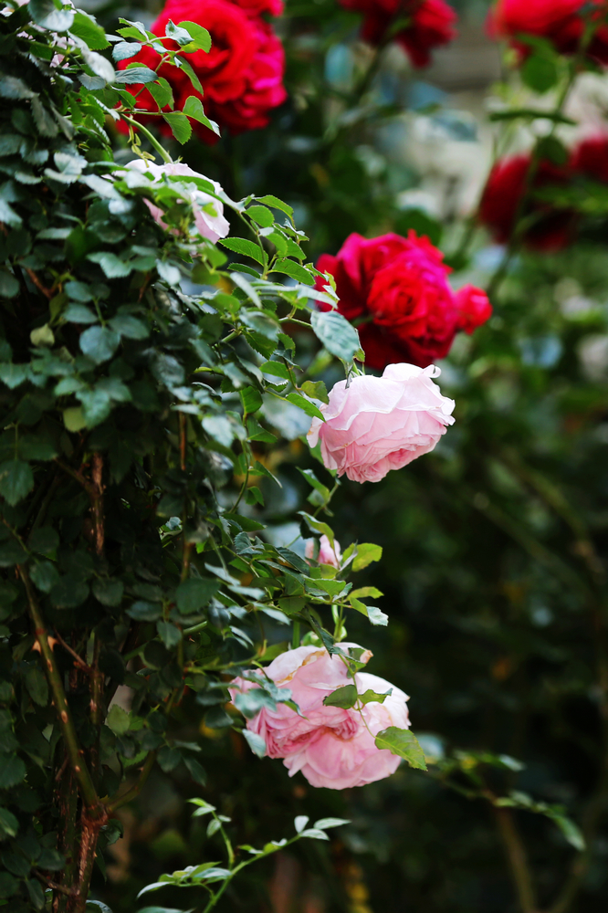 1625015177674781.jpg 攝影《新蕊迎華誕》黨委工作部楊剛.JPG