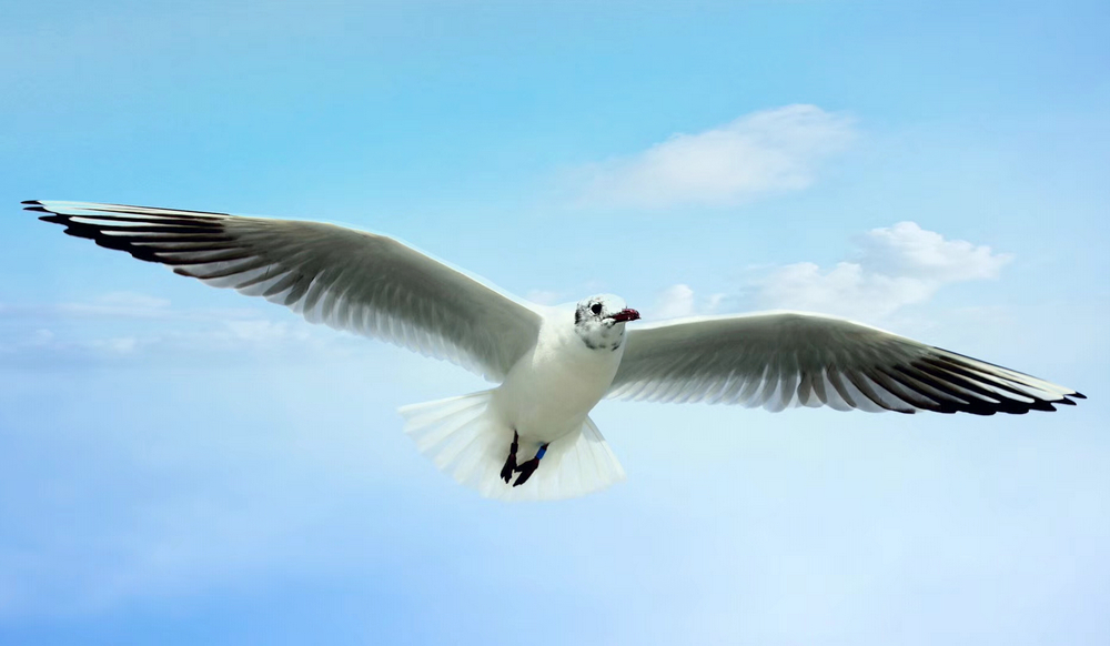 1634787711204530.jpg 紅嘴鷗來啦1.jpg